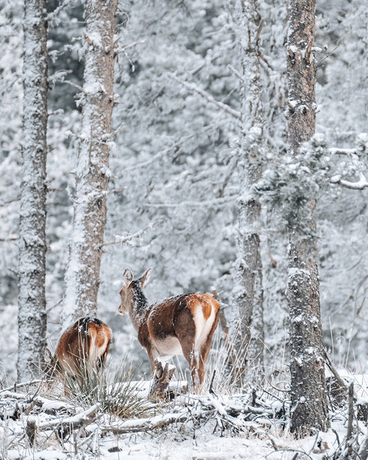 Biches sous la neige - Tirage d'Art