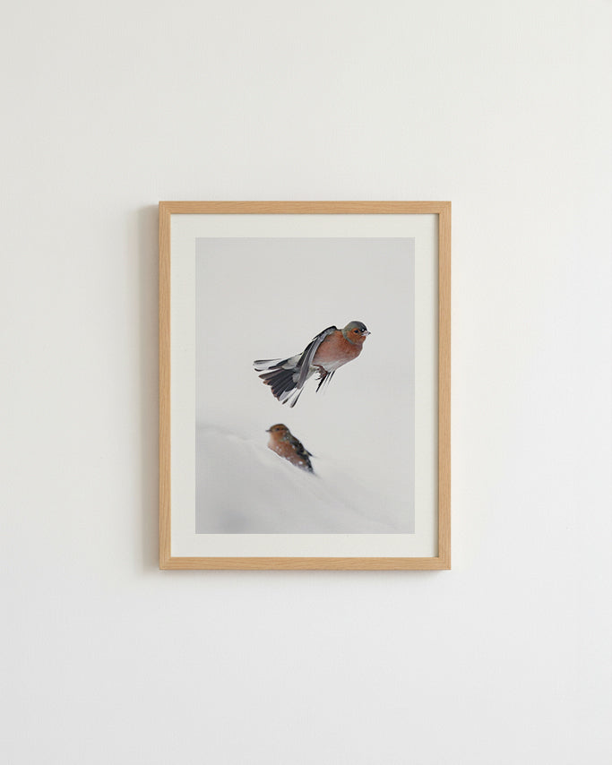 Pinsons des arbres - Tirage d'Art