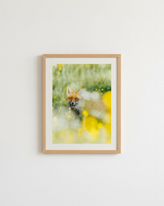 Renard roux - Tirage d'Art