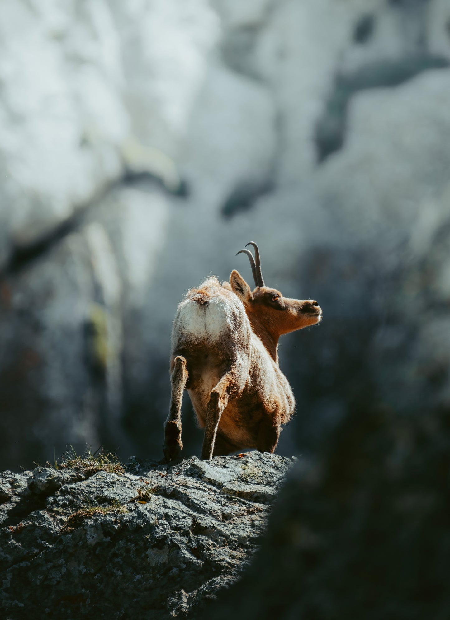 Trolle des montagnes, isard - DUO - Tirage d'Art