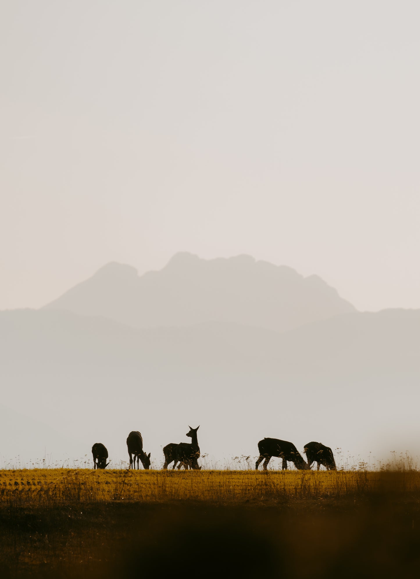 Colchique d'automne et biches - DUO - Tirage d'Art