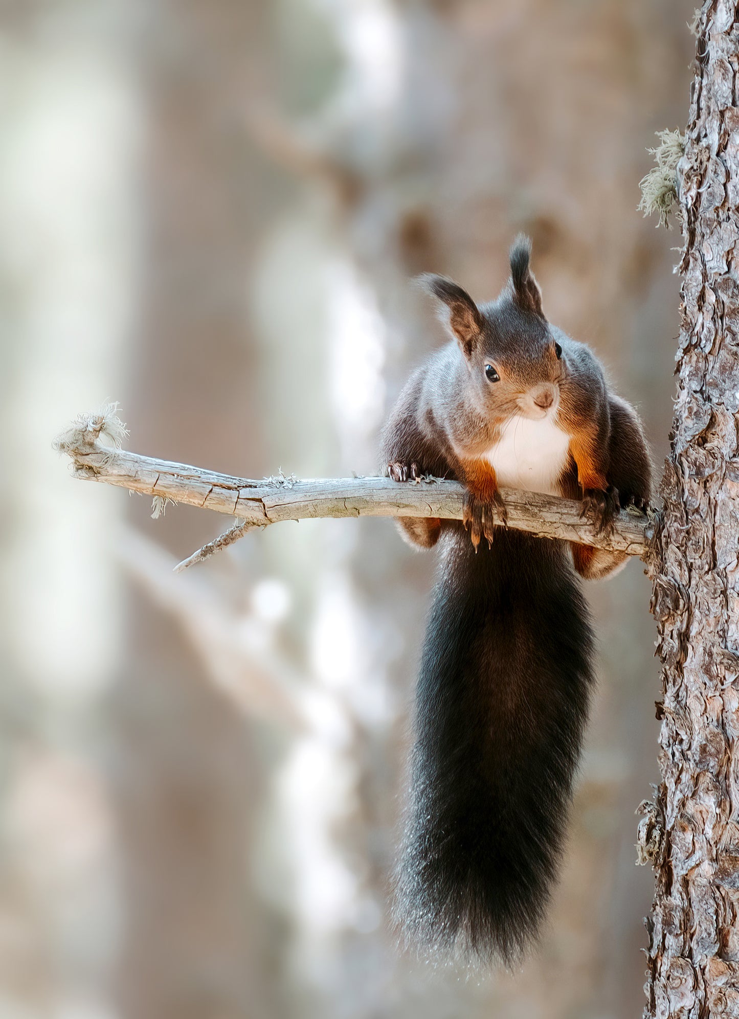 Orgues, Canigo, écureuil - DUO - Tirage d'Art