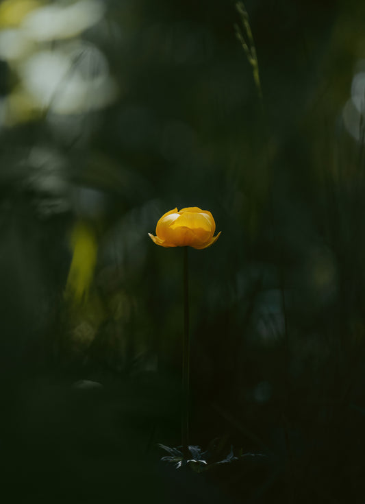 Trolle des montagnes, isard - DUO - Tirage d'Art