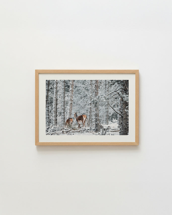 Biches sous la neige - Tirage d'Art