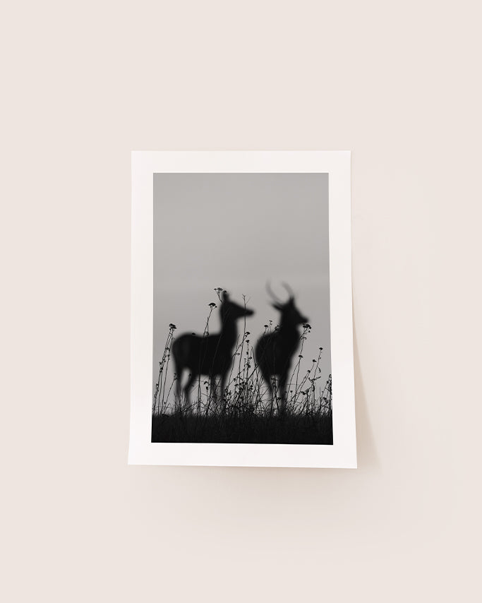 Cervidés au couchant - Tirage d'Art