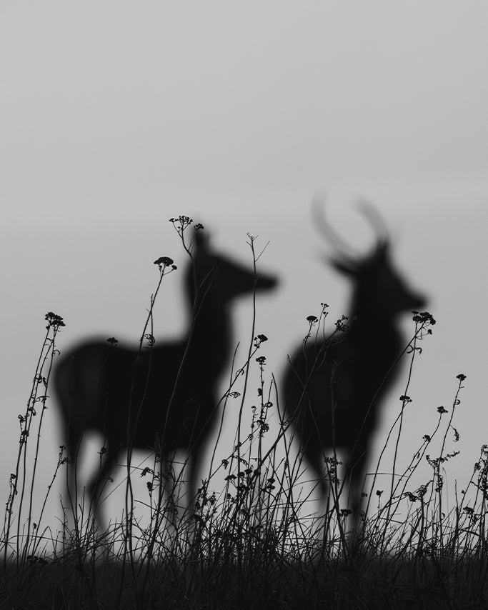 Cervidés au couchant - Tirage d'Art