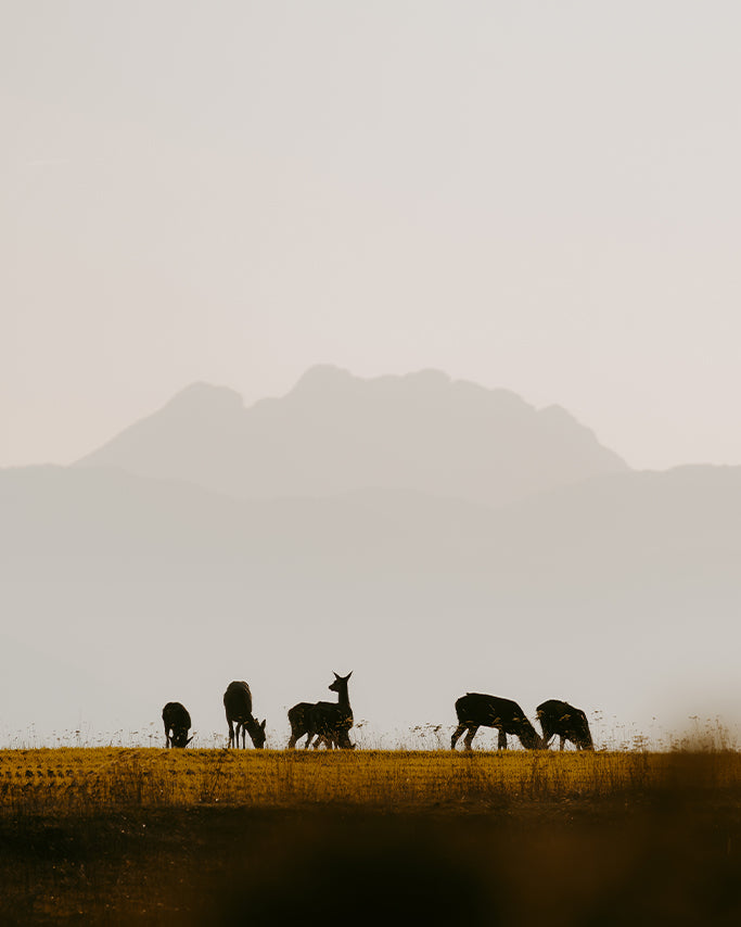 Biches et Pedraforca - Tirage d'Art