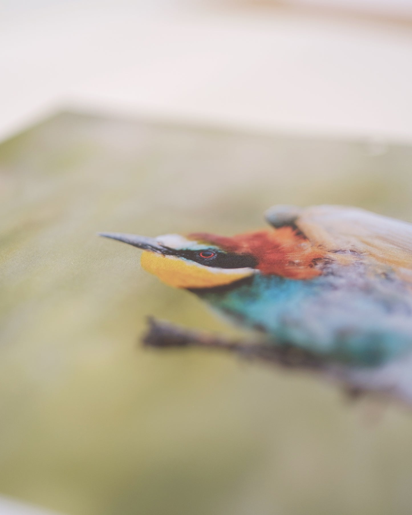 Calendrier 2026 – Faune d’Occitanie