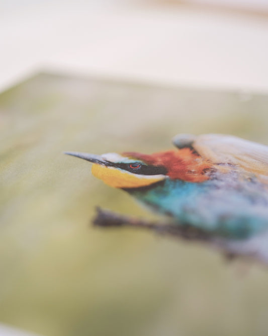 Calendrier 2026 – Faune d’Occitanie