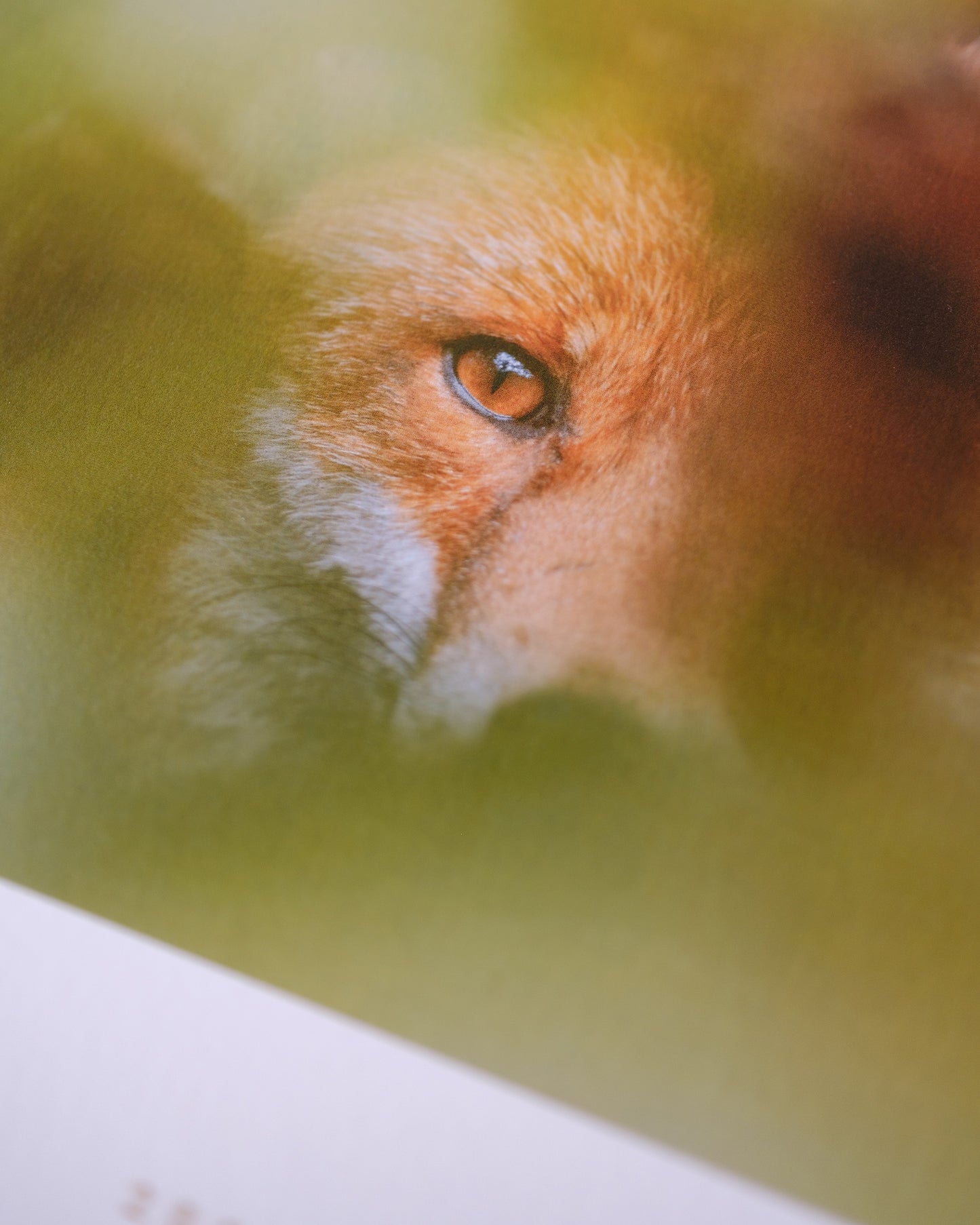 Calendrier 2026 – Faune d’Occitanie (édition premium)