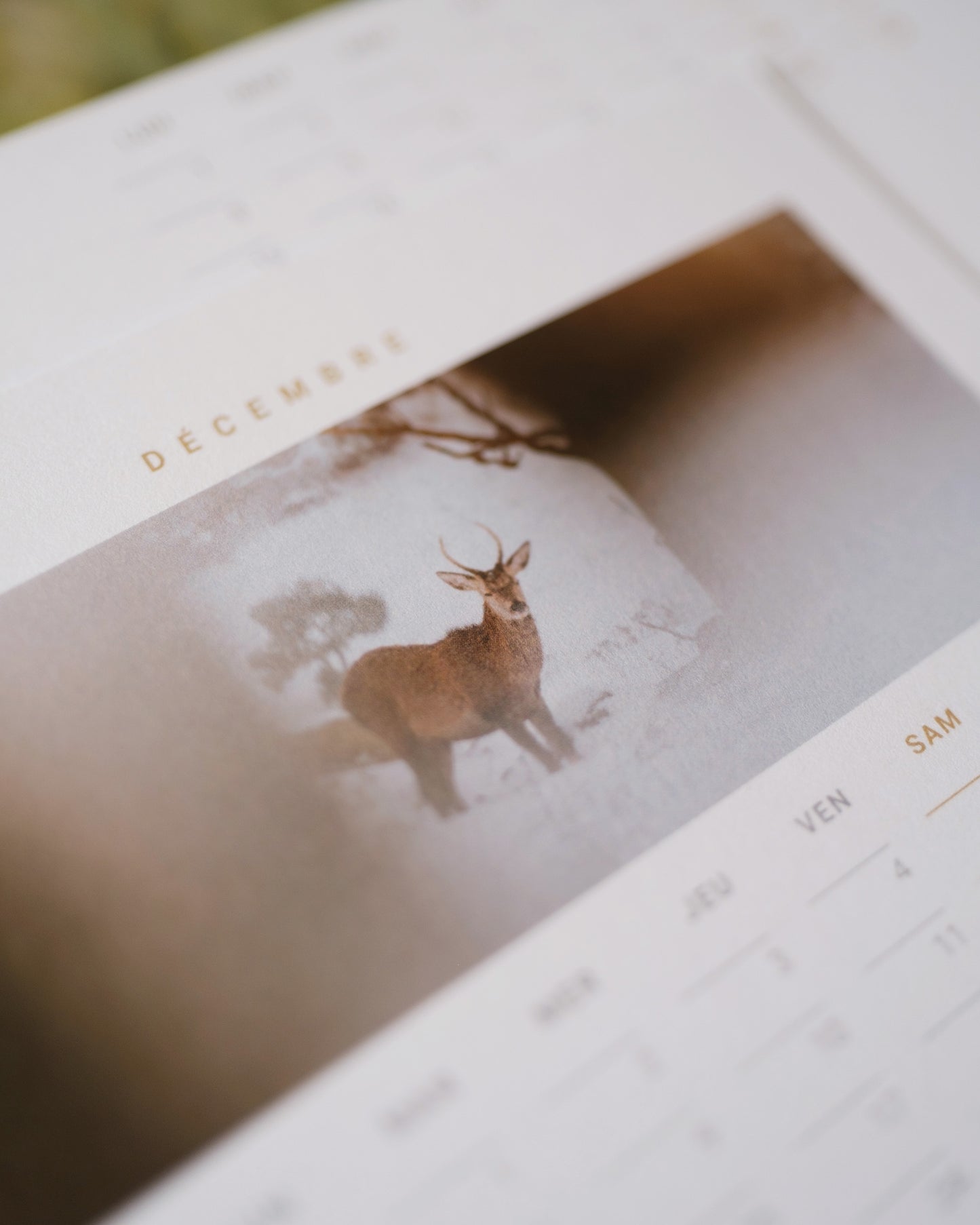 Calendrier 2026 – Faune d’Occitanie (support bois)