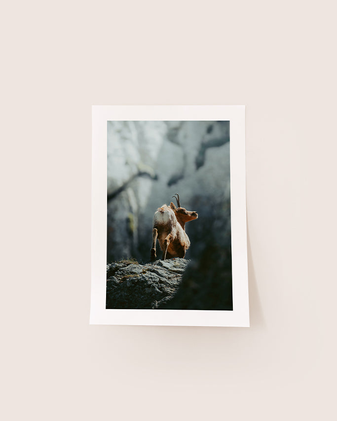 Isard des Pyrénées - Tirage d'Art