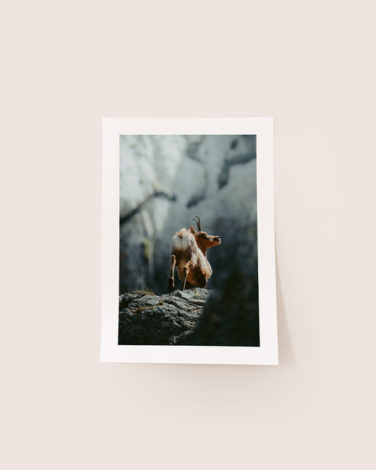 Isard des Pyrénées - Tirage d'Art