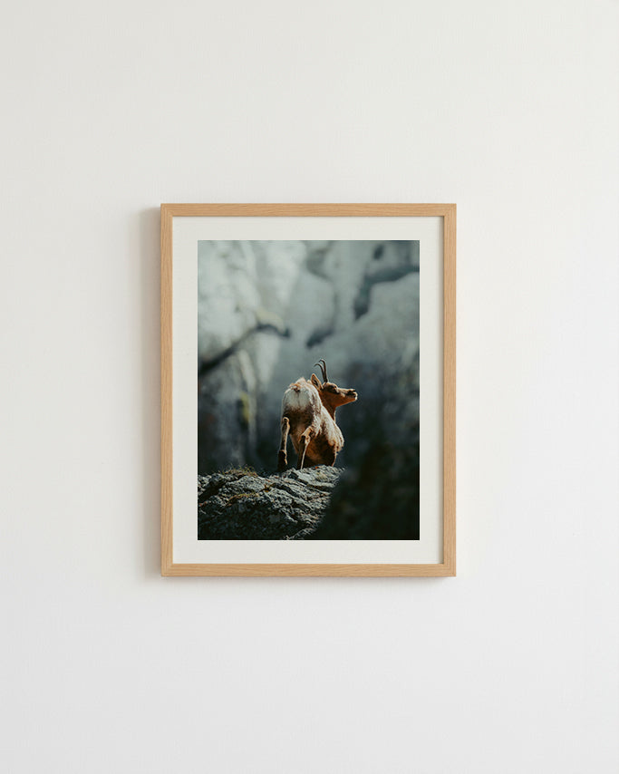 Isard des Pyrénées - Tirage d'Art