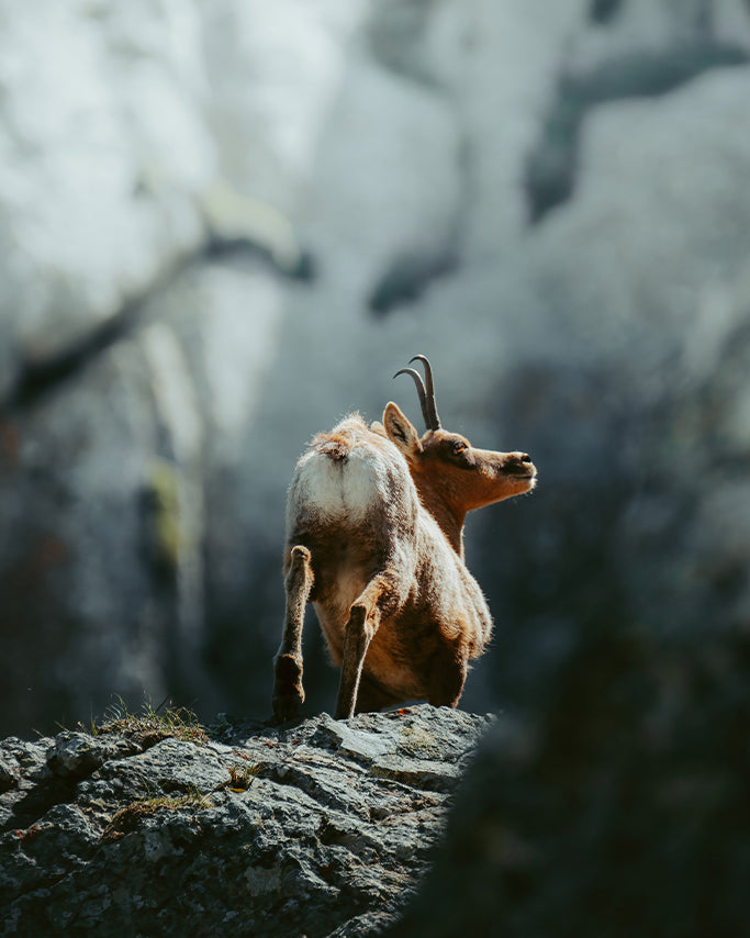 Isard des Pyrénées - Tirage d'Art