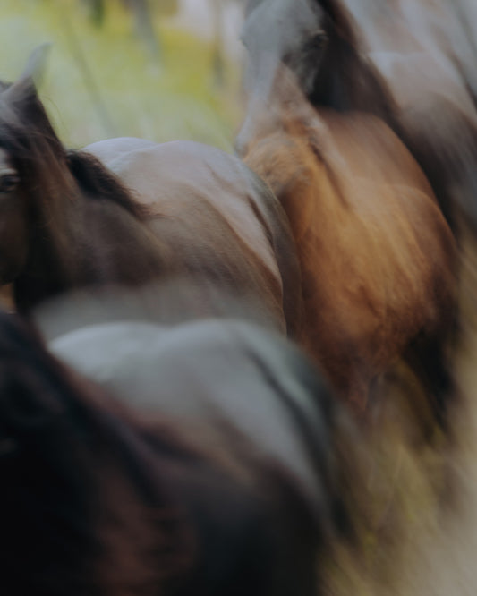 Transhumance en Bethmale - Tirage d'Art