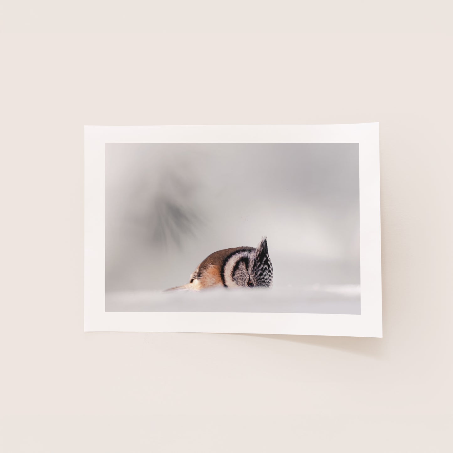 Mésange huppé - Tirage d'Art