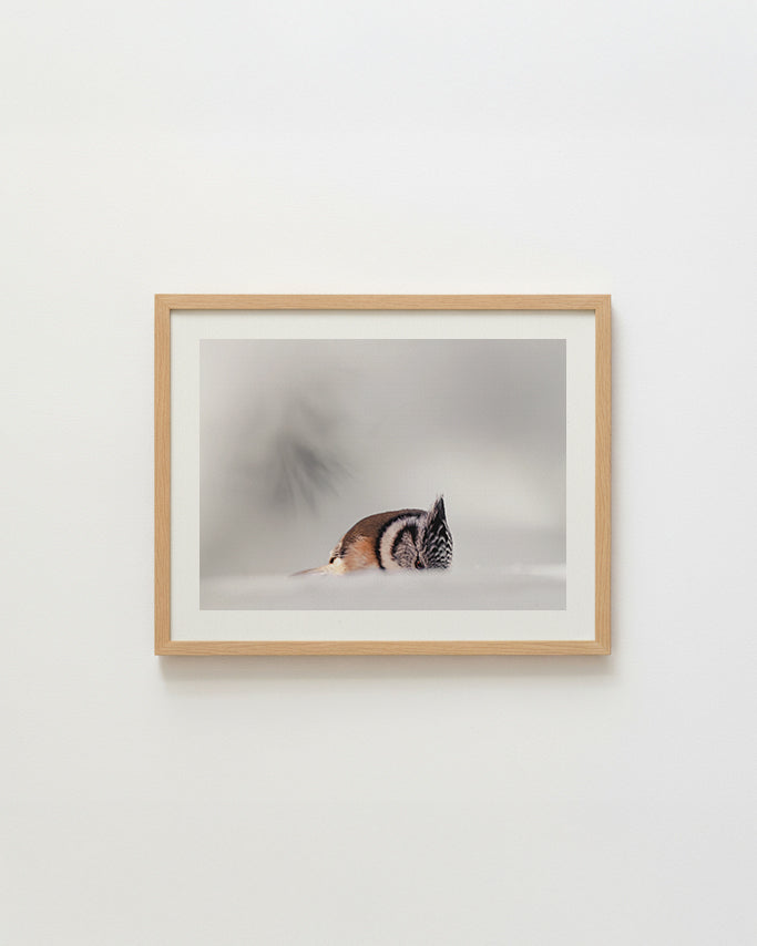 Mésange huppé - Tirage d'Art