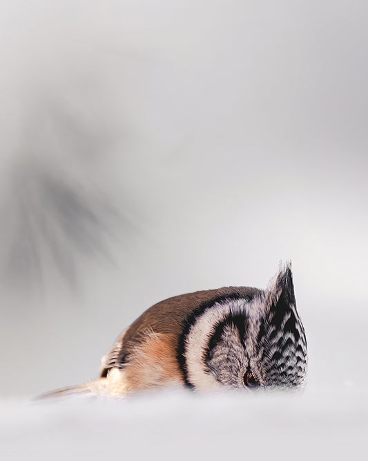 Mésange huppé - Tirage d'Art