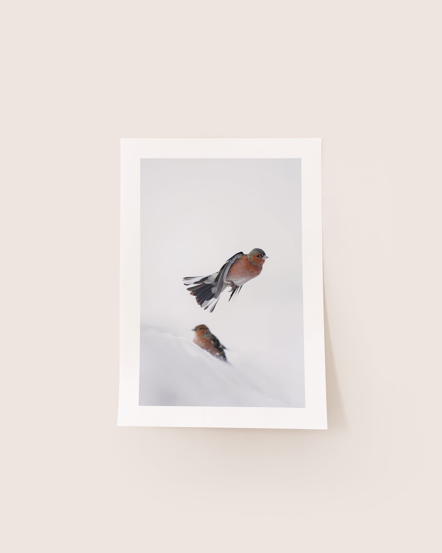 Pinsons des arbres - Tirage d'Art