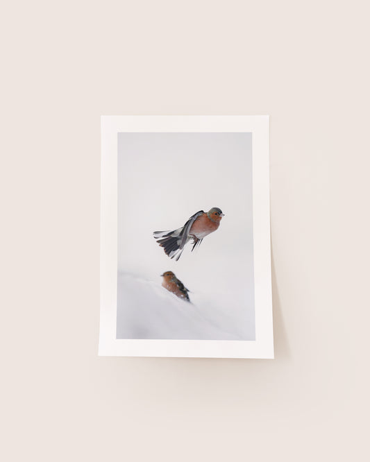 Pinsons des arbres - Tirage d'Art