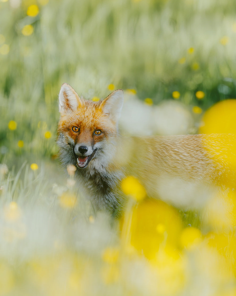 Renard roux - Tirage d'Art