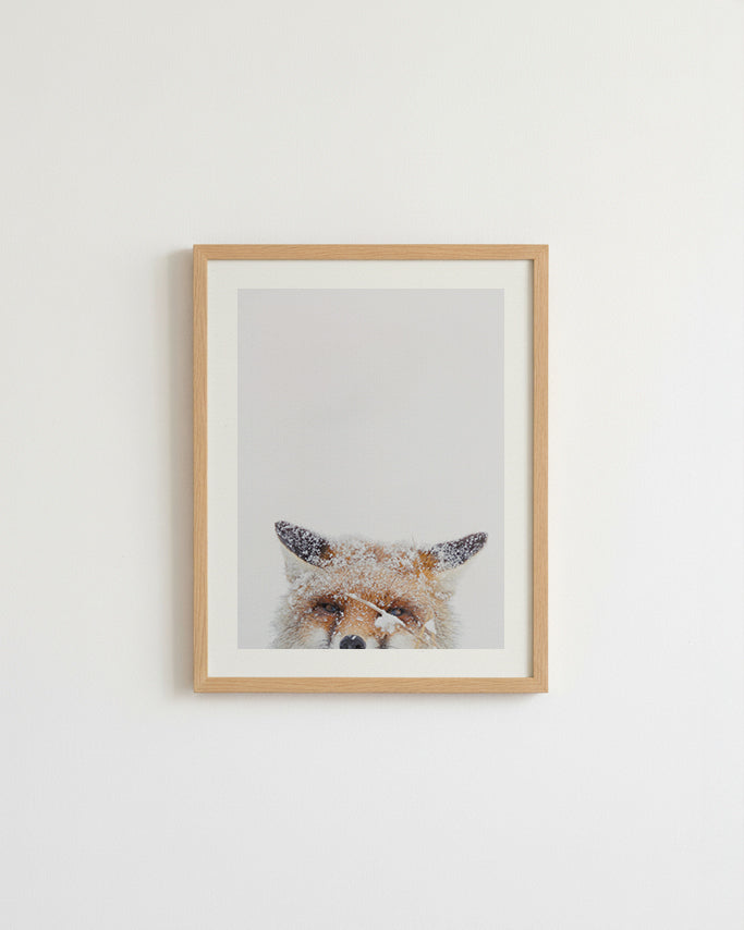 Renard roux sous la neige - Tirage d'Art