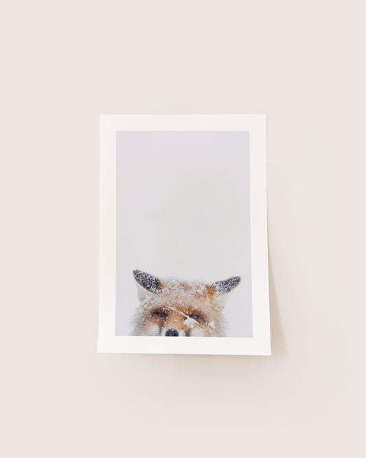 Renard roux sous la neige - Tirage d'Art