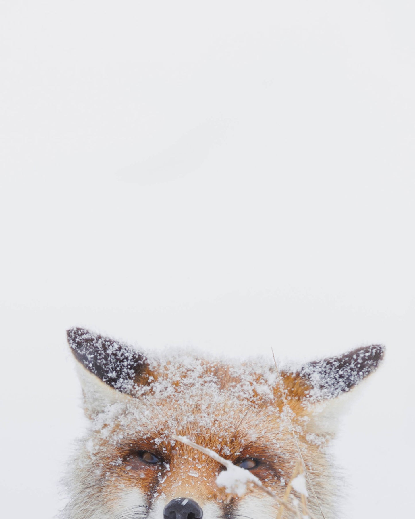 Renard roux sous la neige - Tirage d'Art