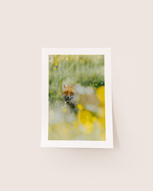 Renard roux - Tirage d'Art