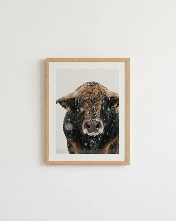 Taureau Aubrac - Tirage d'Art