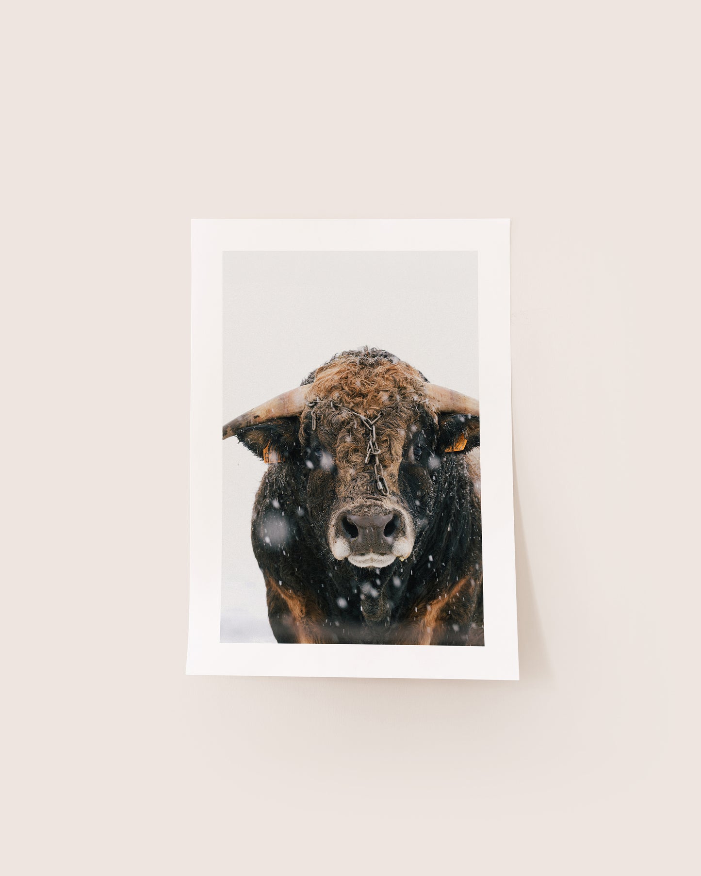 Taureau Aubrac - Tirage d'Art