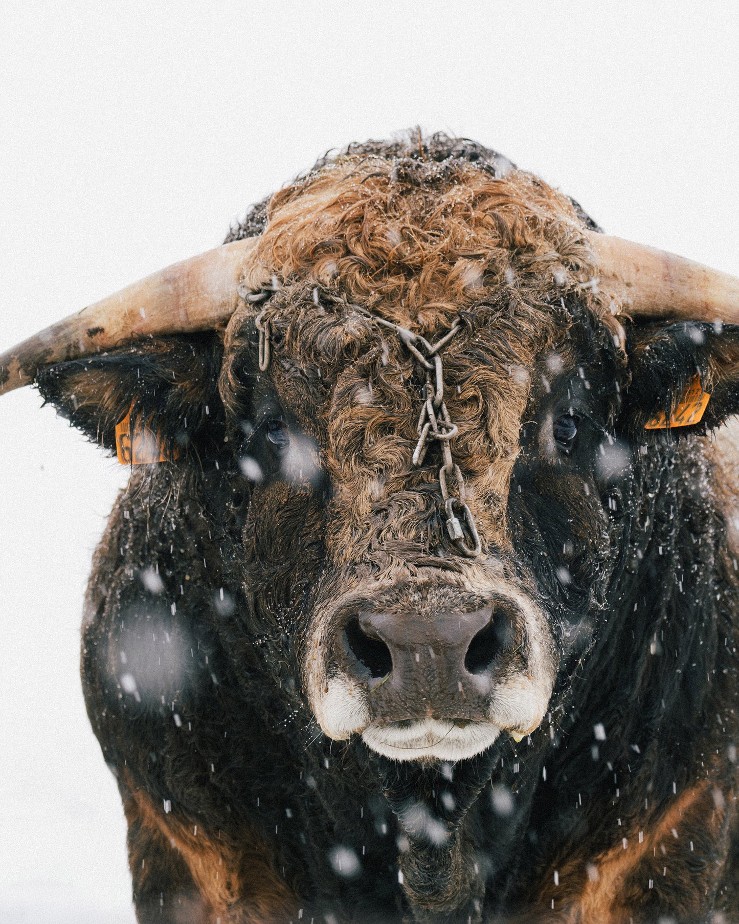 Taureau Aubrac - Tirage d'Art
