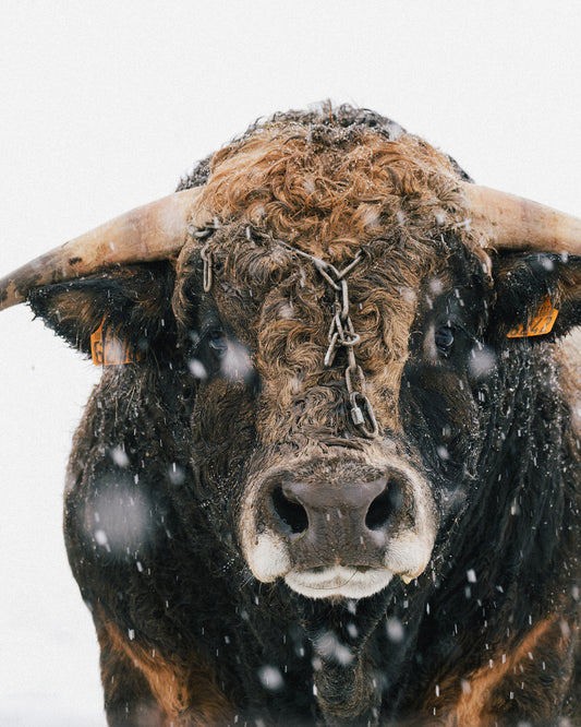Taureau Aubrac - Tirage d'Art